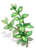 薄荷藥草