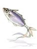 Special Horse Mackerel Amulet
