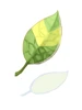 變身樹葉