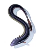Eel