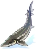 Sturgeon