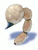鐵蠍尾巴