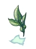 蒟蒻
